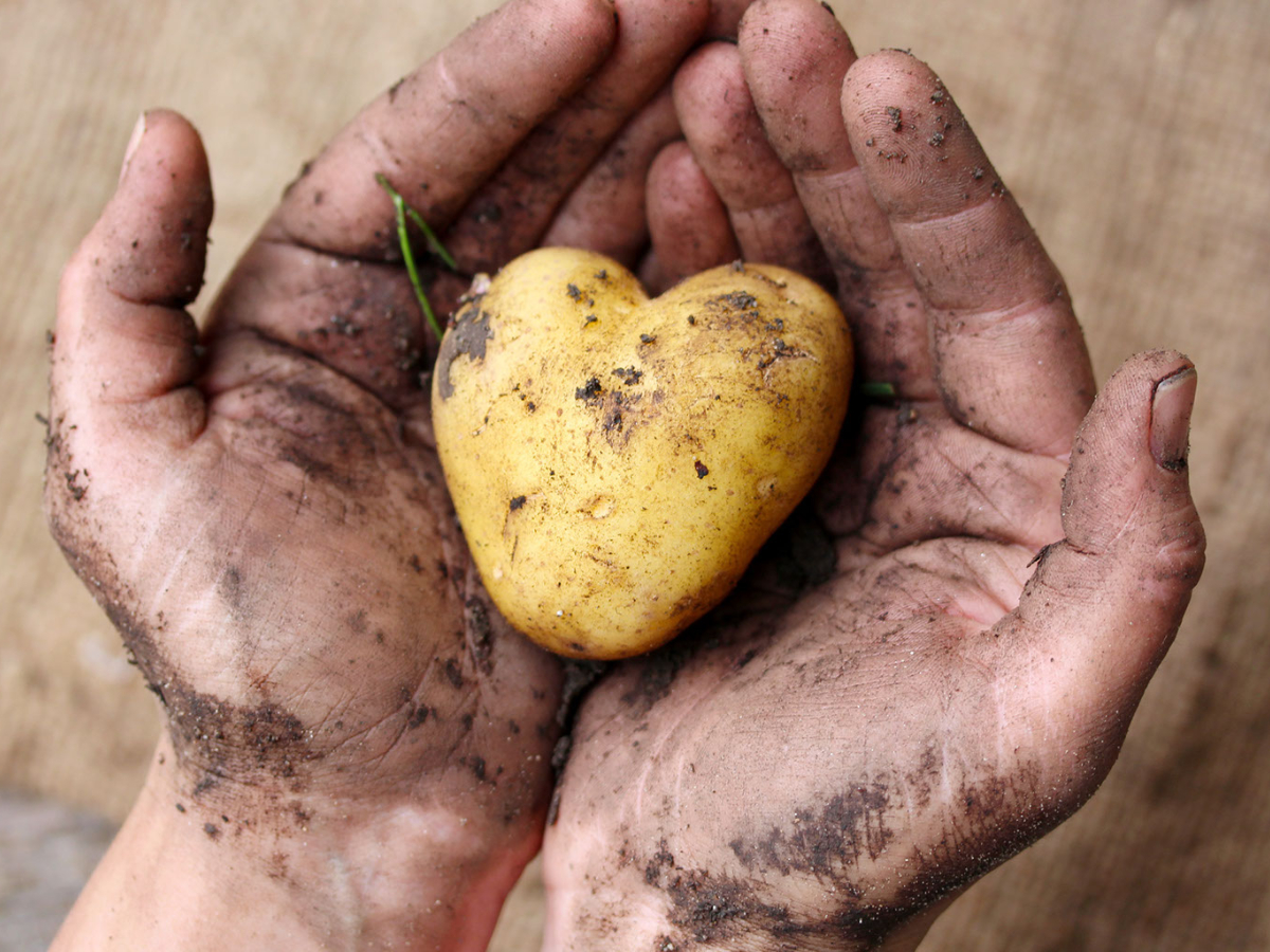 Ein Herz für Kartoffeln
